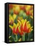 Usa, Washington State, Mt. Vernon. Red and yellow tulips in display garden-Merrill Images-Framed Stretched Canvas