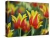 USA, Washington State, Mt. Vernon. Red and yellow tulips in display garden-Merrill Images-Stretched Canvas