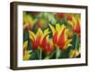 USA, Washington State, Mt. Vernon. Red and yellow tulips in display garden-Merrill Images-Framed Photographic Print