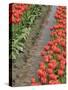 USA, Washington State, Mt. Vernon. Row of red tulips and reflection in ditch-Merrill Images-Stretched Canvas