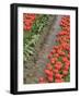 USA, Washington State, Mt. Vernon. Row of red tulips and reflection in ditch-Merrill Images-Framed Photographic Print