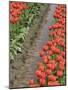 USA, Washington State, Mt. Vernon. Row of red tulips and reflection in ditch-Merrill Images-Mounted Photographic Print