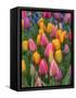 USA, Washington State, Mt. Vernon. Tulips in display garden at Skagit Valley Tulip Festival.-Merrill Images-Framed Stretched Canvas