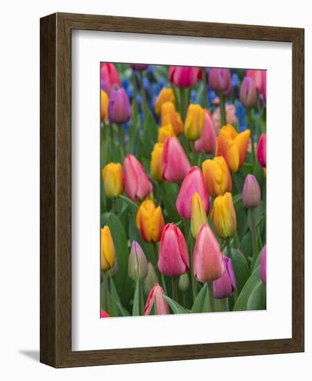 USA, Washington State, Mt. Vernon. Tulips in display garden at Skagit Valley Tulip Festival.-Merrill Images-Framed Photographic Print