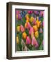 USA, Washington State, Mt. Vernon. Tulips in display garden at Skagit Valley Tulip Festival.-Merrill Images-Framed Photographic Print