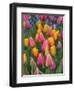 USA, Washington State, Mt. Vernon. Tulips in display garden at Skagit Valley Tulip Festival.-Merrill Images-Framed Photographic Print