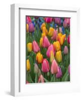 USA, Washington State, Mt. Vernon. Tulips in display garden at Skagit Valley Tulip Festival.-Merrill Images-Framed Photographic Print