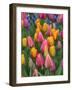 USA, Washington State, Mt. Vernon. Tulips in display garden at Skagit Valley Tulip Festival.-Merrill Images-Framed Photographic Print