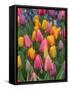 USA, Washington State, Mt. Vernon. Tulips in display garden at Skagit Valley Tulip Festival.-Merrill Images-Framed Stretched Canvas