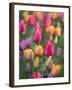 USA, Washington State, Mt. Vernon. Tulips in display garden at Skagit Valley Tulip Festival.-Merrill Images-Framed Photographic Print