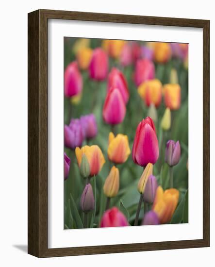 USA, Washington State, Mt. Vernon. Tulips in display garden at Skagit Valley Tulip Festival.-Merrill Images-Framed Photographic Print