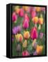 USA, Washington State, Mt. Vernon. Tulips in display garden at Skagit Valley Tulip Festival.-Merrill Images-Framed Stretched Canvas