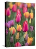 USA, Washington State, Mt. Vernon. Tulips in display garden at Skagit Valley Tulip Festival.-Merrill Images-Stretched Canvas