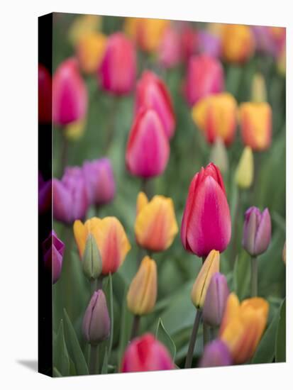 USA, Washington State, Mt. Vernon. Tulips in display garden at Skagit Valley Tulip Festival.-Merrill Images-Stretched Canvas