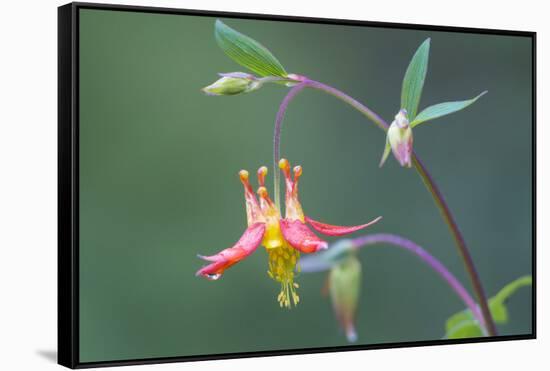 USA, Washington State. Native Red Columbine flower in backyard garden, Kirkland.-Gary Luhm-Framed Stretched Canvas