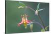 USA, Washington State. Native Red Columbine flower in backyard garden, Kirkland.-Gary Luhm-Stretched Canvas