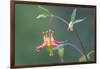 USA, Washington State. Native Red Columbine flower in backyard garden, Kirkland.-Gary Luhm-Framed Photographic Print