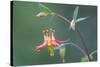 USA, Washington State. Native Red Columbine flower in backyard garden, Kirkland.-Gary Luhm-Stretched Canvas