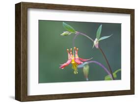 USA, Washington State. Native Red Columbine flower in backyard garden, Kirkland.-Gary Luhm-Framed Photographic Print