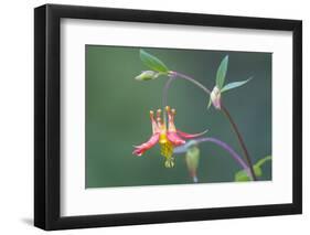 USA, Washington State. Native Red Columbine flower in backyard garden, Kirkland.-Gary Luhm-Framed Photographic Print