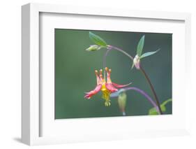 USA, Washington State. Native Red Columbine flower in backyard garden, Kirkland.-Gary Luhm-Framed Photographic Print