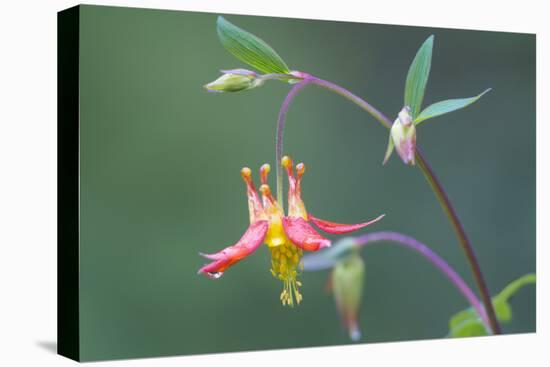 USA, Washington State. Native Red Columbine flower in backyard garden, Kirkland.-Gary Luhm-Stretched Canvas