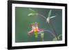 USA, Washington State. Native Red Columbine flower in backyard garden, Kirkland.-Gary Luhm-Framed Photographic Print