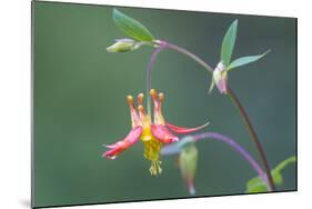 USA, Washington State. Native Red Columbine flower in backyard garden, Kirkland.-Gary Luhm-Mounted Photographic Print