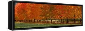 USA, Washington State, North Bend fence and tree lined driveway in fall colors-Sylvia Gulin-Framed Stretched Canvas