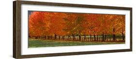 USA, Washington State, North Bend fence and tree lined driveway in fall colors-Sylvia Gulin-Framed Photographic Print