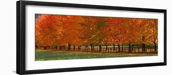 USA, Washington State, North Bend fence and tree lined driveway in fall colors-Sylvia Gulin-Framed Photographic Print