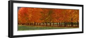 USA, Washington State, North Bend fence and tree lined driveway in fall colors-Sylvia Gulin-Framed Photographic Print