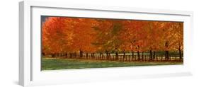 USA, Washington State, North Bend fence and tree lined driveway in fall colors-Sylvia Gulin-Framed Photographic Print