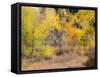 USA, Washington State, Okanogan County. Aspen trees in the fall.-Julie Eggers-Framed Stretched Canvas