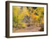 USA, Washington State, Okanogan County. Aspen trees in the fall.-Julie Eggers-Framed Photographic Print