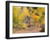 USA, Washington State, Okanogan County. Aspen trees in the fall.-Julie Eggers-Framed Photographic Print