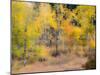 USA, Washington State, Okanogan County. Aspen trees in the fall.-Julie Eggers-Mounted Photographic Print