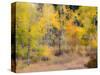 USA, Washington State, Okanogan County. Aspen trees in the fall.-Julie Eggers-Stretched Canvas