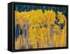 USA, Washington State, Okanogan County. Aspen trees in the fall.-Julie Eggers-Framed Stretched Canvas