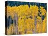 USA, Washington State, Okanogan County. Aspen trees in the fall.-Julie Eggers-Stretched Canvas
