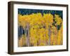 USA, Washington State, Okanogan County. Aspen trees in the fall.-Julie Eggers-Framed Photographic Print