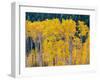 USA, Washington State, Okanogan County. Aspen trees in the fall.-Julie Eggers-Framed Photographic Print