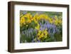 USA, Washington State, Okanogan National Forest, Arrowleaf Balsamroot and Lupine-Charles Gurche-Framed Photographic Print