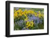 USA, Washington State, Okanogan National Forest, Arrowleaf Balsamroot and Lupine-Charles Gurche-Framed Photographic Print