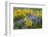 USA, Washington State, Okanogan National Forest, Arrowleaf Balsamroot and Lupine-Charles Gurche-Framed Photographic Print