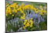 USA, Washington State, Okanogan National Forest, Arrowleaf Balsamroot and Lupine-Charles Gurche-Mounted Photographic Print