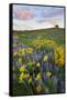 USA, Washington State, Okanogan National Forest, Arrowleaf Balsamroot and Lupine-Charles Gurche-Framed Stretched Canvas