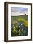 USA, Washington State, Okanogan National Forest, Arrowleaf Balsamroot and Lupine-Charles Gurche-Framed Photographic Print