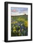 USA, Washington State, Okanogan National Forest, Arrowleaf Balsamroot and Lupine-Charles Gurche-Framed Photographic Print