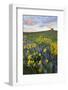 USA, Washington State, Okanogan National Forest, Arrowleaf Balsamroot and Lupine-Charles Gurche-Framed Photographic Print